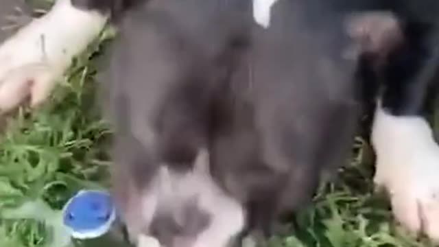 Funny moments animal