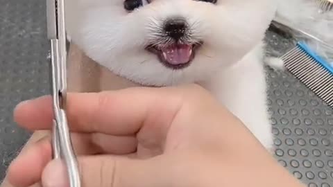 like cute puppy