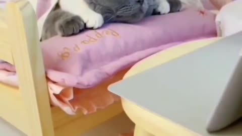 Nice cats