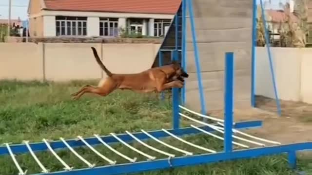 Dogs training