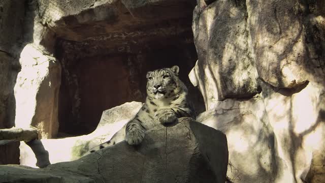 A Leopard Lying on a Rock