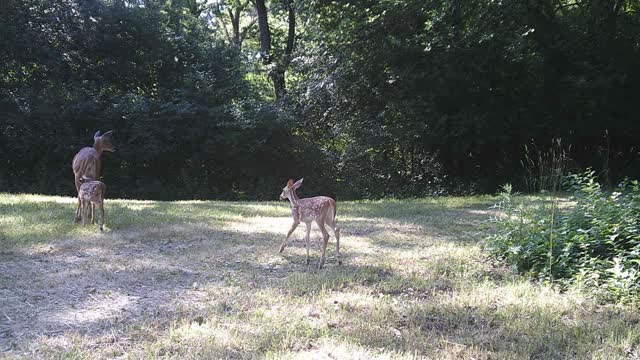 Fred Zeppelin 2022, Wood Chucks And Fawns!