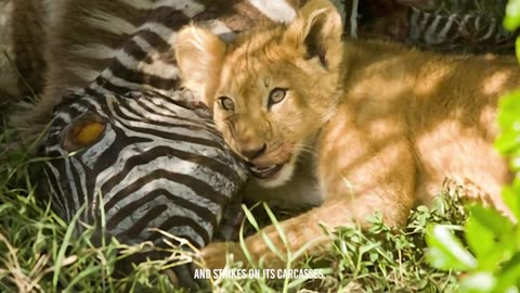 Lion Cub's Debut Hunt: First Lesson in the Wilderness Unfolds!"🦁👶