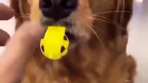 #Shorts dog doing funny sounds on his mouth 🤣🤣😂