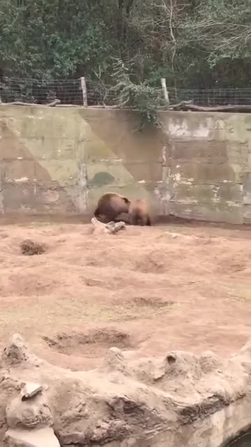 Cat escapes violent attack from two mighty bears
