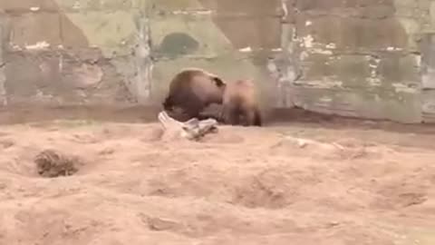 Cat escapes violent attack from two mighty bears