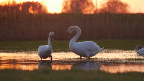 Swan lake beautiful view