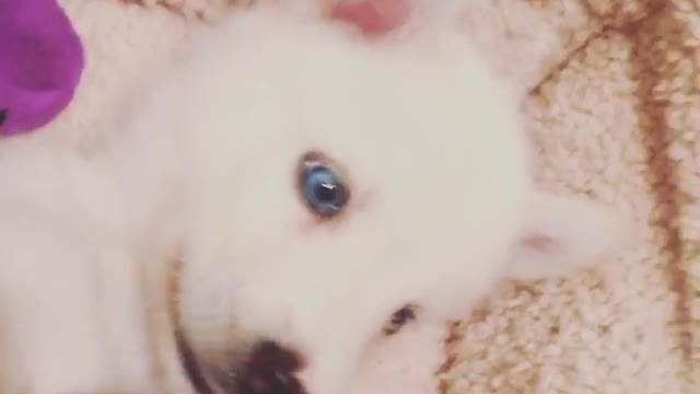 White puppy gets tummy scratched on white blanket