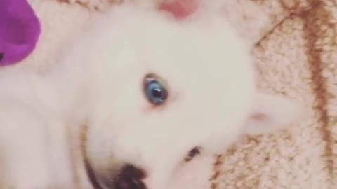 White puppy gets tummy scratched on white blanket