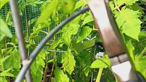 hornworm removal tip