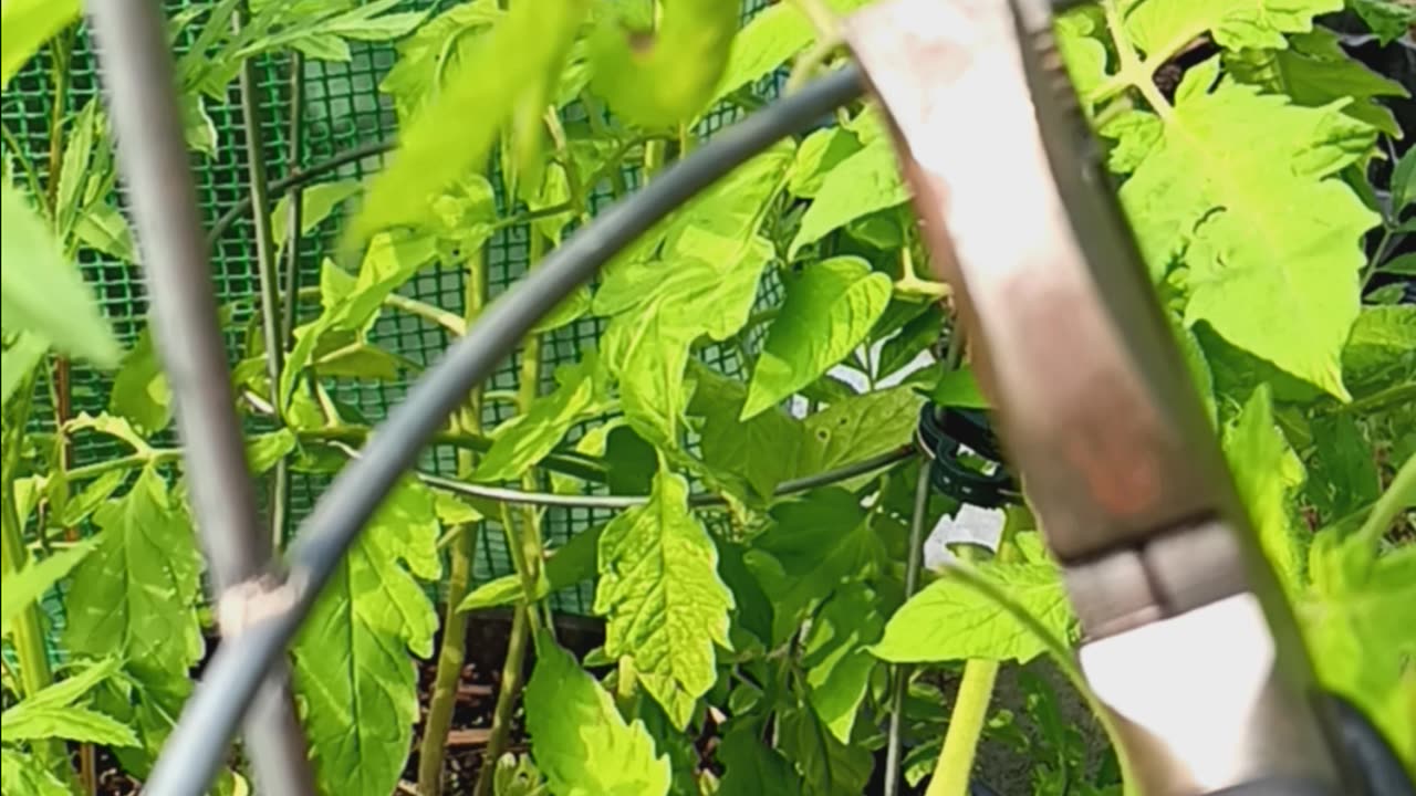 hornworm removal tip