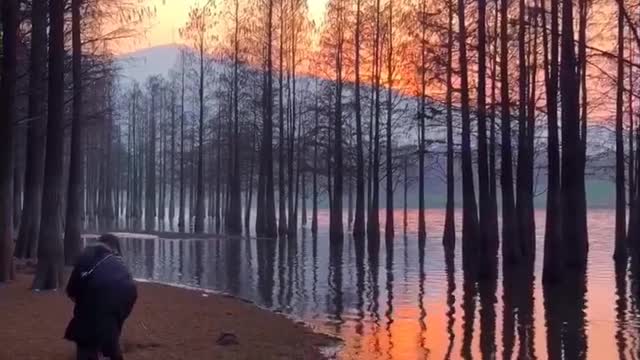 Watch the trees grow uniquely in the water