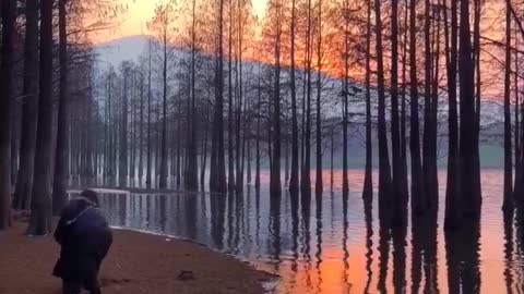 Watch the trees grow uniquely in the water