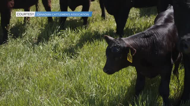 Cattlemen’s Young Leaders Mentorship Program - January 22, 2021 - Ainsley O'Riley