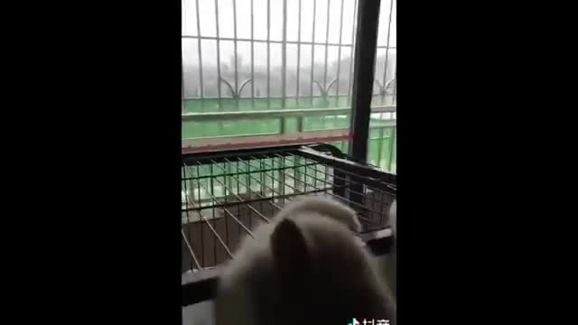 Try Not To Laugh Watching Funny Animals lollllllllll