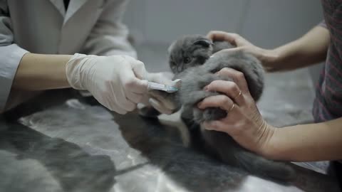 The hostess holding the kitten while the vet gives an injection in the left paw of the animal