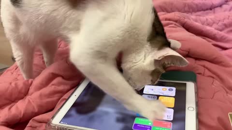 Cat playing with iPad.