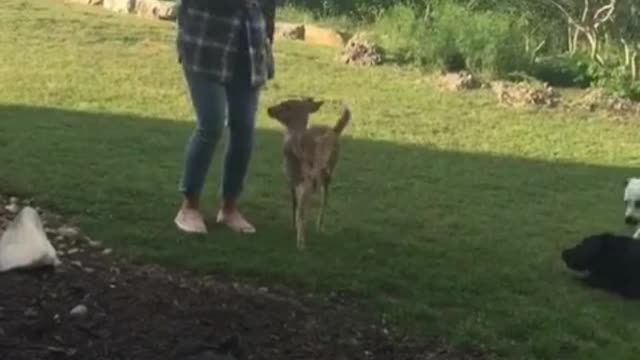 Funny & Cute Animals