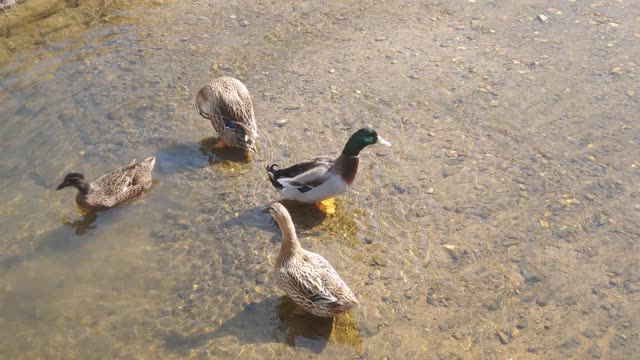 A duck family enjoying spring