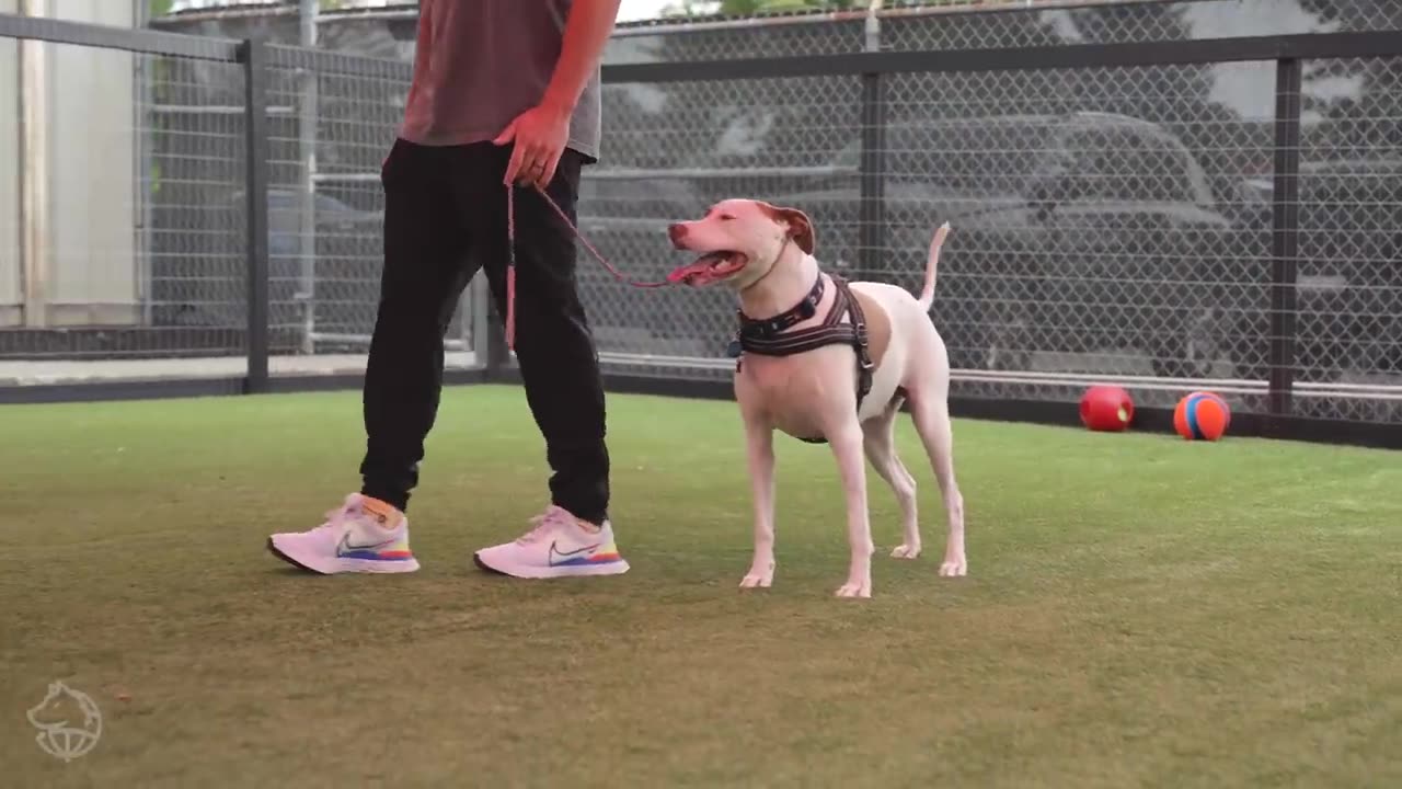 THE HARNESS CREATED A DOG TRAINING NIGHTMARE!