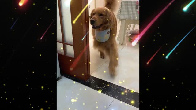 Why isn't the dog happy to eat meat today?