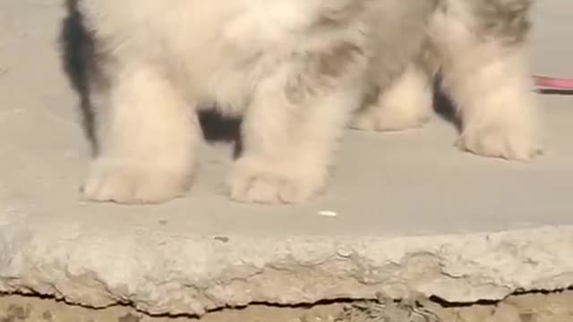 Funniest and Cutest Puppies