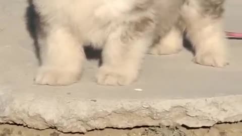 Funniest and Cutest Puppies