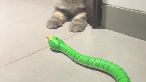 cute cat chasing toy snake