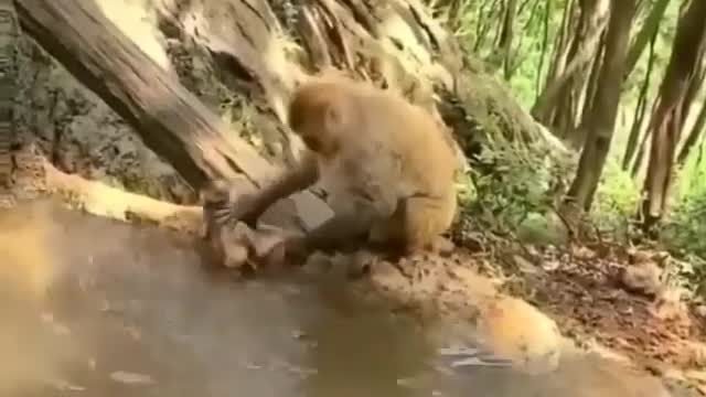 how this funny baby monkey fight her mom to stop wash her.