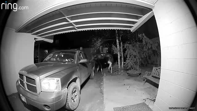 Moose Leaves Surprise Package on Doorstep