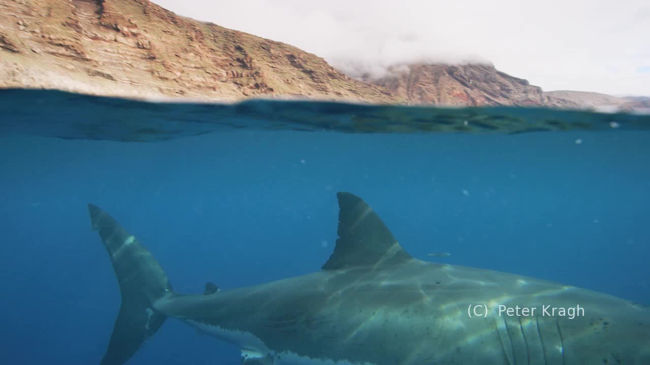 America's Shark Boat Guadalupe Island 2018