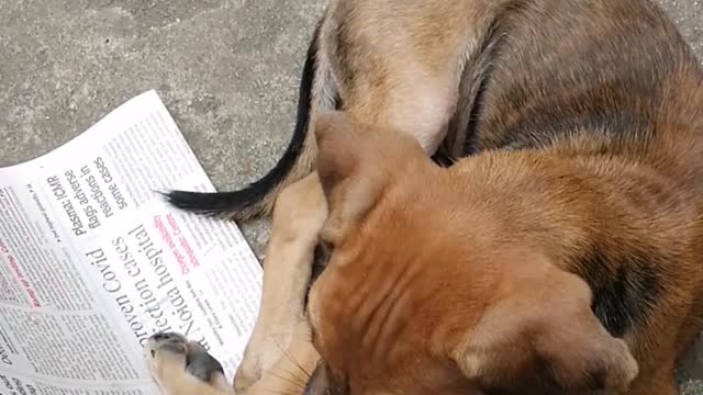 Cute Puppy wants to sleep on newspaper!