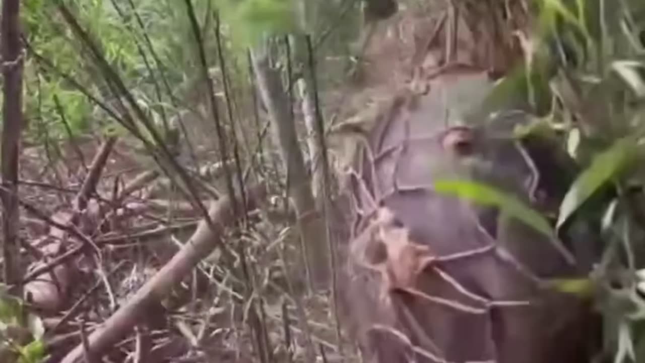 #how a Boar is caught in a net. #wild #boar #animal #life