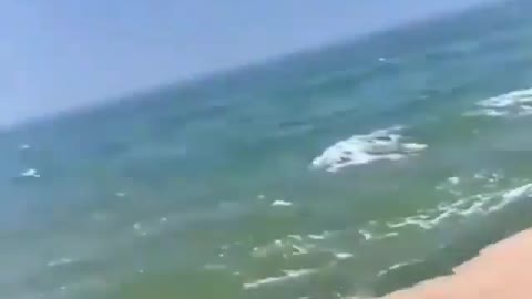 This is a beautiful and charming water-dwelling species