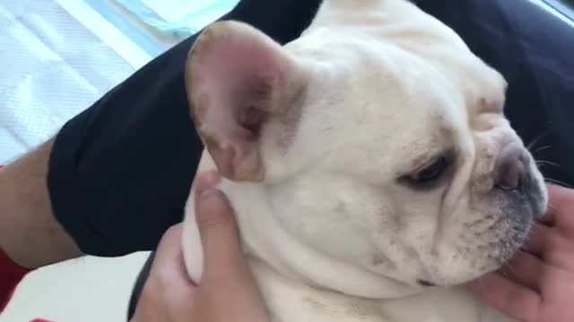 White french bulldog enjoys stomach being scratched