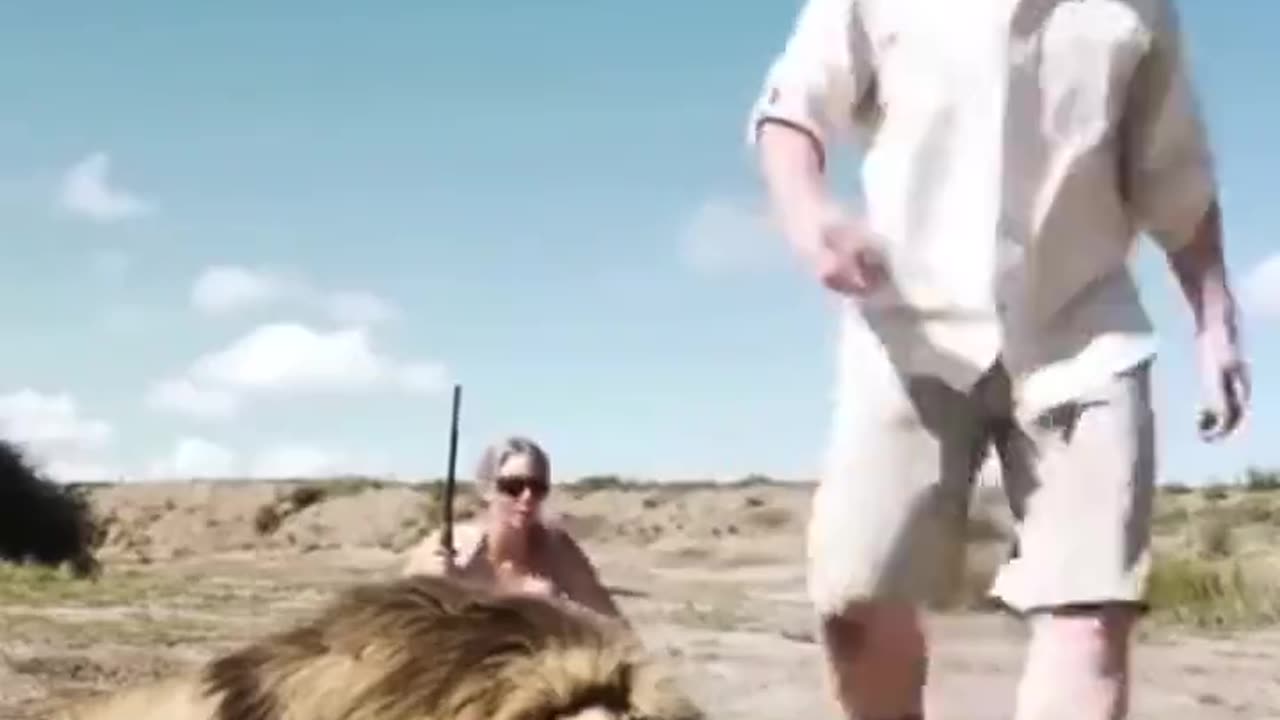 Lion's revenge!