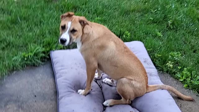 Ears McFinn diving for favorite rock.