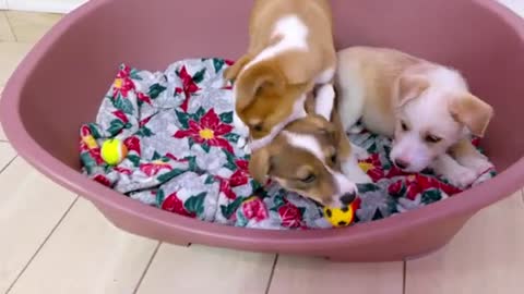 Yummy yummy! Sweet Rescued Puppies Wagging their Tails non stop