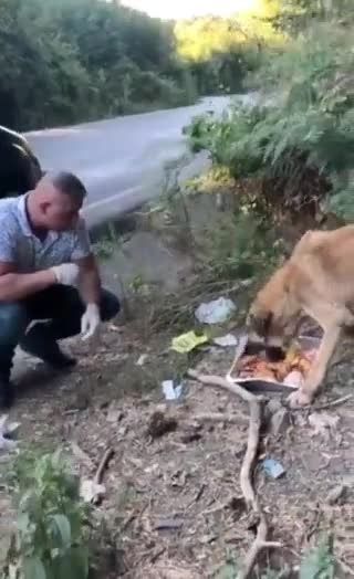 This man gives cooked food away to stray dogs ❤️