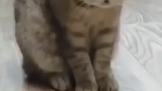 pyari cat billi ne suljhi paheli dekhkar comedy wa