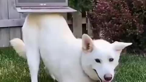 Intelligent dog video