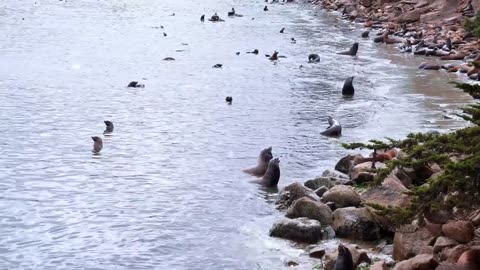 Concerning – Bird Flu Has Evolved To Spread to Marine Mammals
