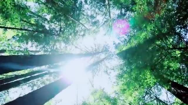 Beautiful bamboo forest