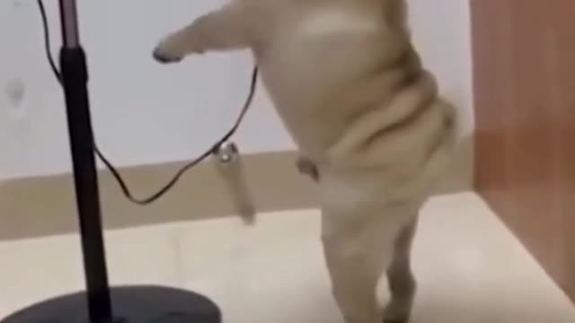 Funny Dog Videos ,Funny Dog Videos #14 #Shorts