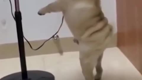 Funny Dog Videos ,Funny Dog Videos #14 #Shorts