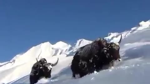 yak the name of the beauty from the himalayan || Nepal || lajimbudha ||