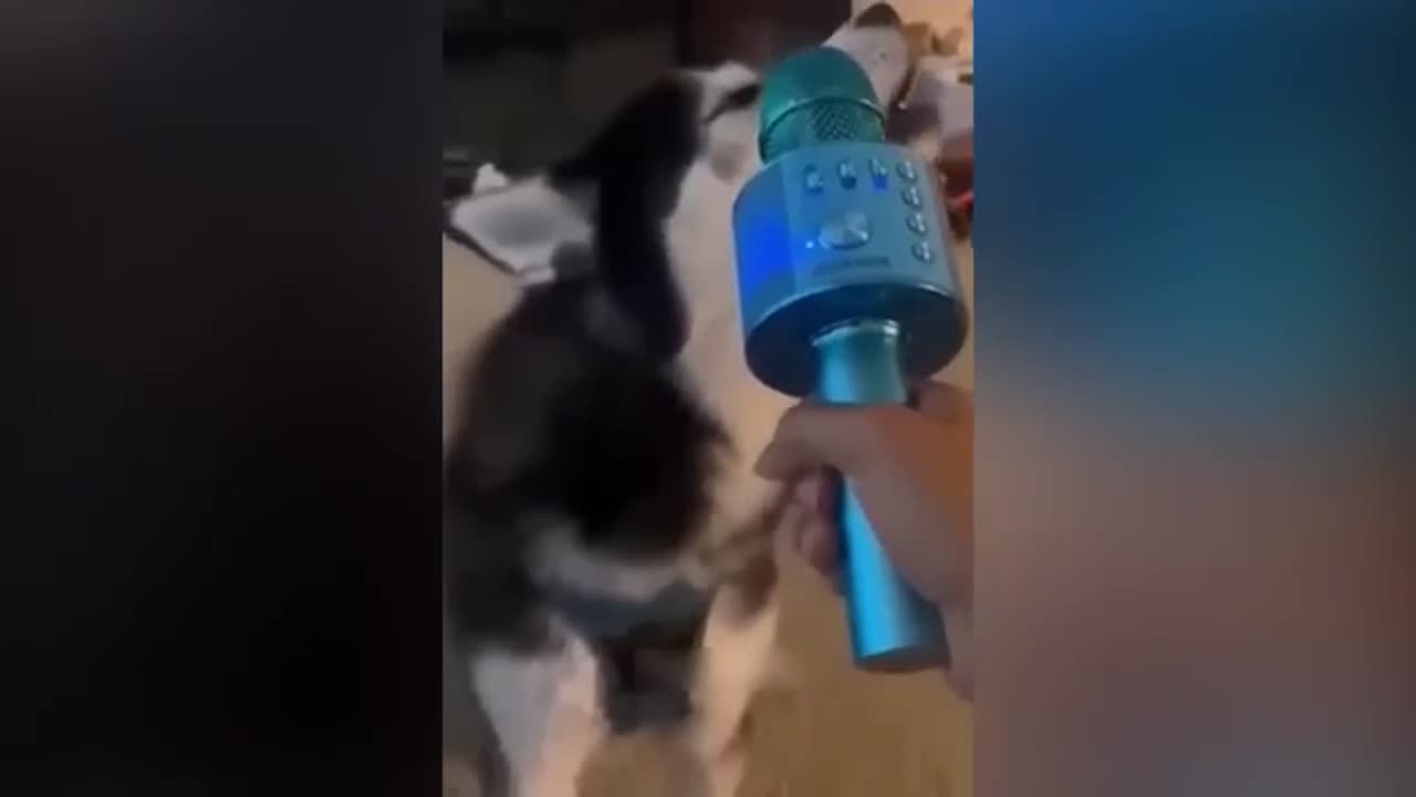 FUNNY 🐆🐕🦺🦬🦌 ANIMAL VIDEO 😂😂😂🦮🐩🦮🐩