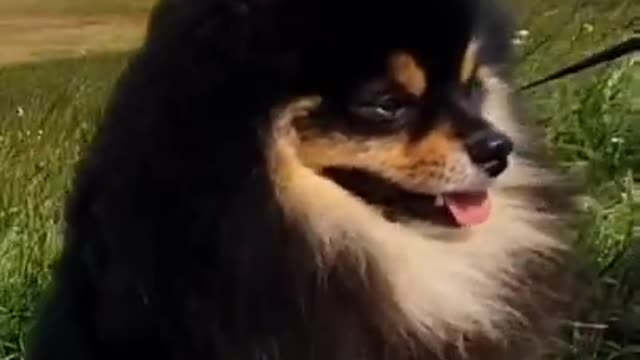 SOO CUTE BEAUTIFUL ๐๐งก๐ DOG๐
