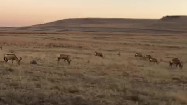 Hartbeest herd