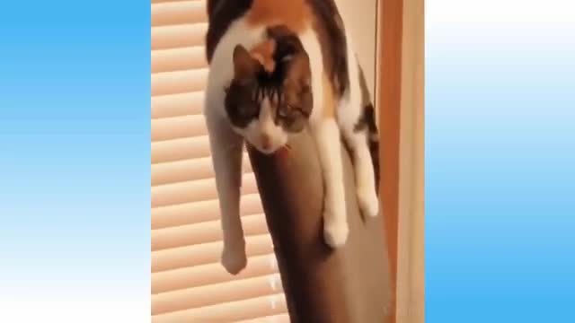 THE MOST FUNNY VIDEOS OF ANIMALS (CUTE ANIMALS)